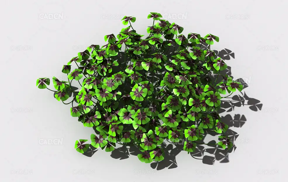 酸浆草酸酸草斑鸠酸三叶酸酸咪咪钩钩草植物C4D模型 oxalis-b3