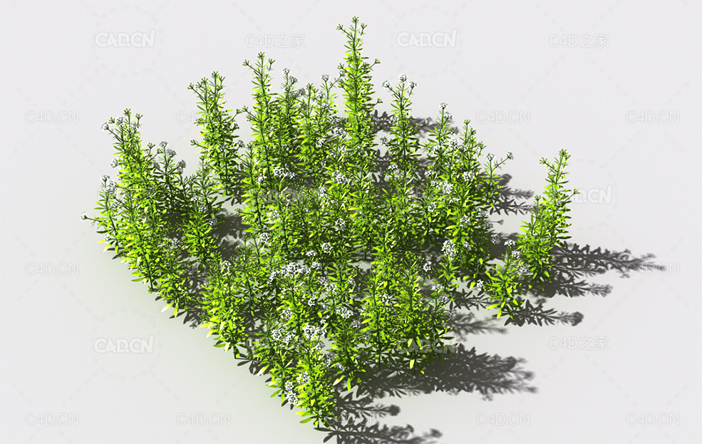 花纹猪殃殃草植物C4D模型 pattern_bedstraw-1 - C4D之家 - 55.jpg