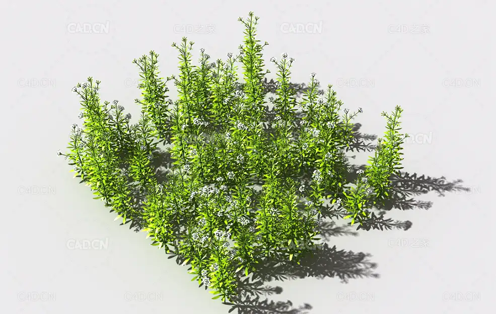 花纹猪殃殃草植物C4D模型 pattern_bedstraw-1 - C4D之家 - 55.jpg