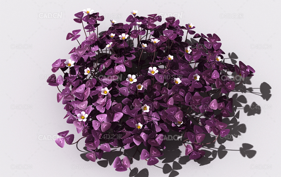 酸浆草酸酸草斑鸠酸三叶酸酸咪咪钩钩草植物C4D模型 oxalis-d4 - C4D之家 - 54.jpg