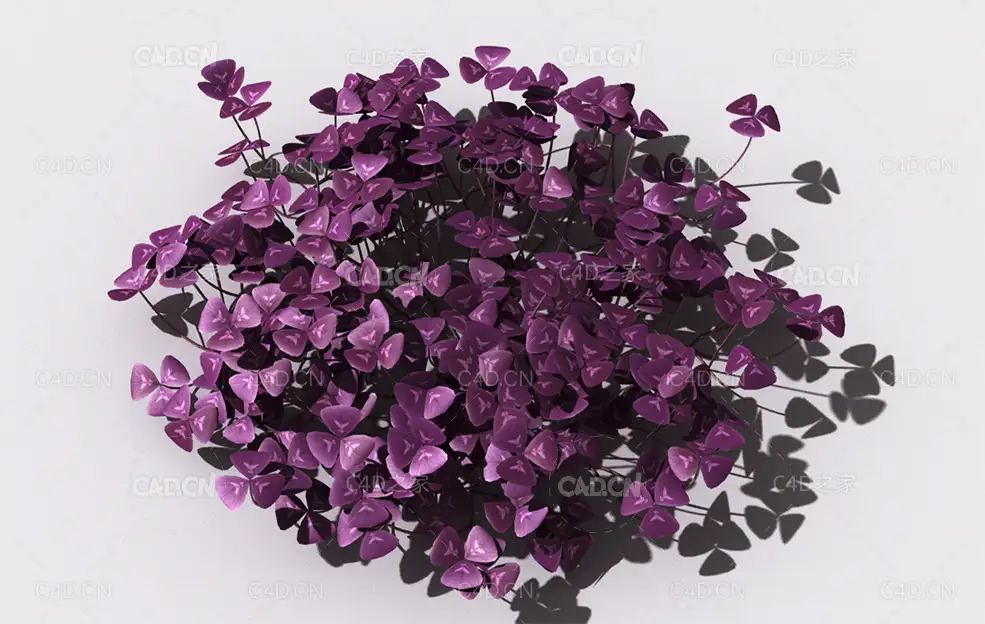 酸浆草酸酸草斑鸠酸三叶酸酸咪咪钩钩草植物C4D模型 oxalis-d3