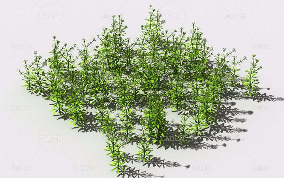 花纹猪殃殃草植物C4D模型 pattern_bedstraw-2 - C4D之家 - 56.jpg