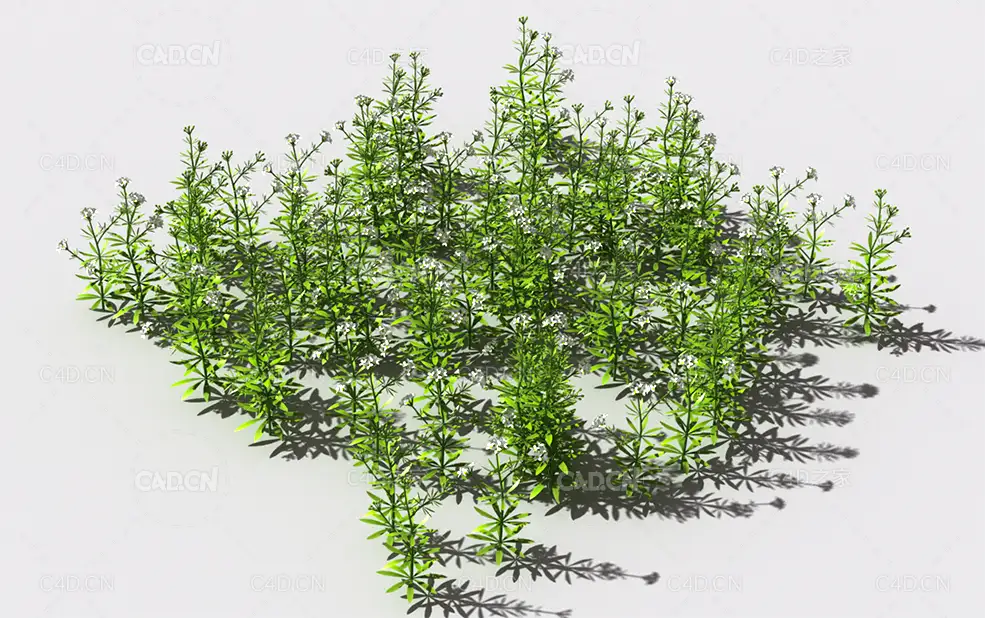 花纹猪殃殃草植物C4D模型 pattern_bedstraw-2 - C4D之家 - 56.jpg
