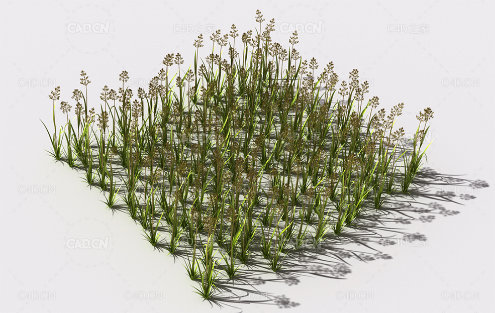弯腰草植物C4D模型 pattern_bent-grass-1 - C4D之家 - 57.jpg