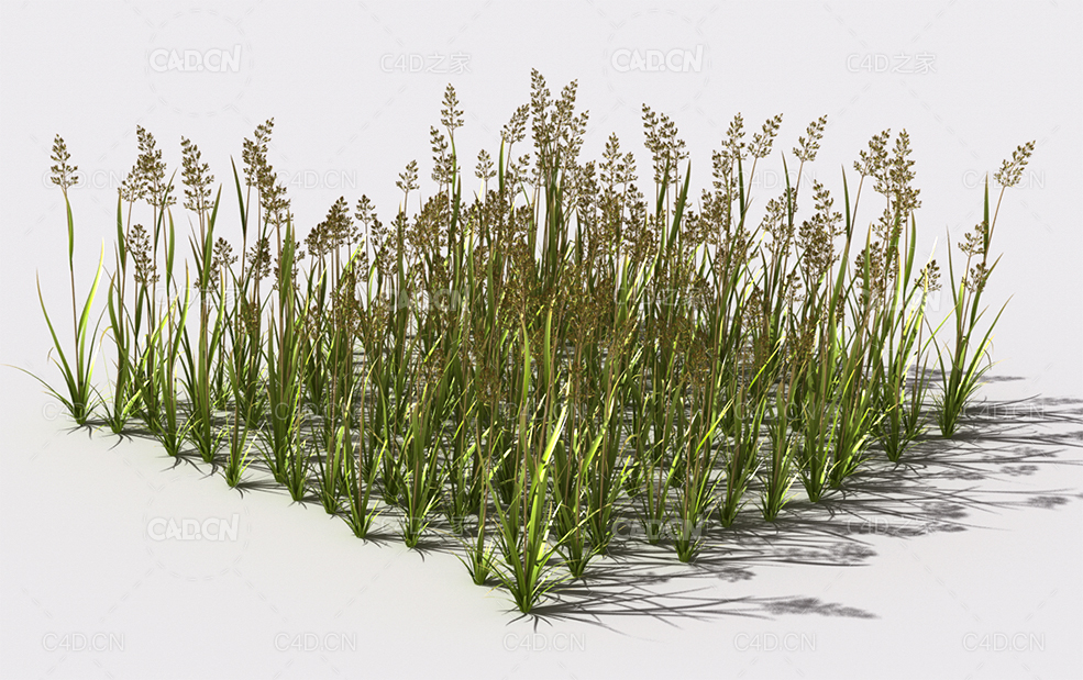 弯腰草植物C4D模型 pattern_bent-grass-2 - C4D之家 - 58.jpg