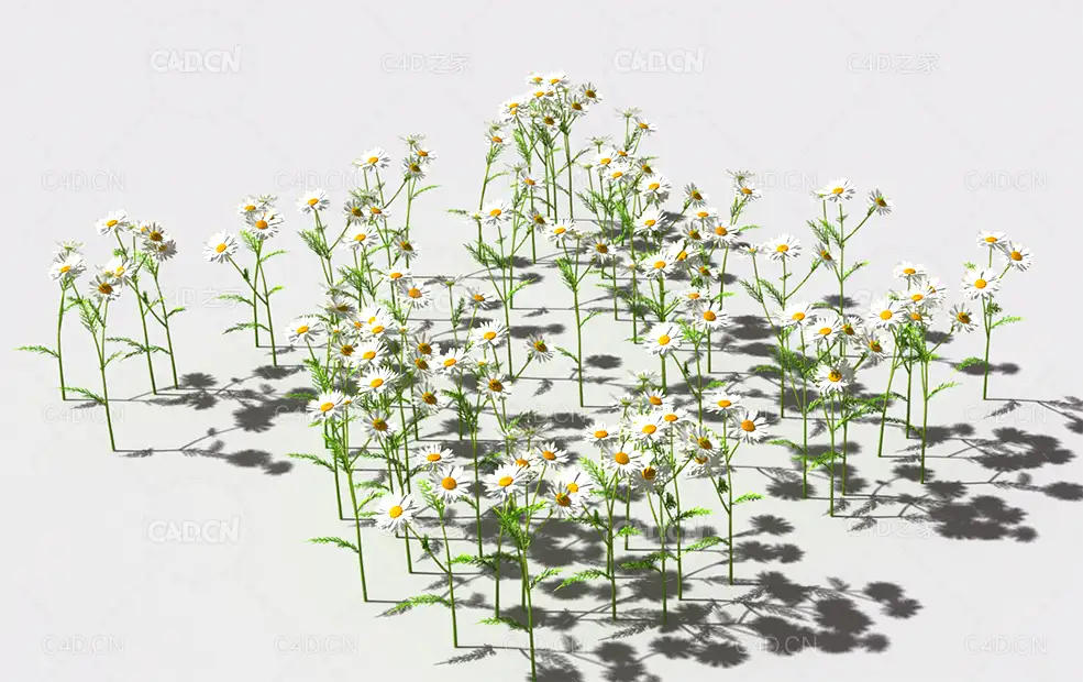 甘菊植物C4D模型 pattern_camomile-2