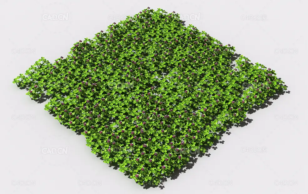 三叶草植物C4D模型 pattern_clover-2