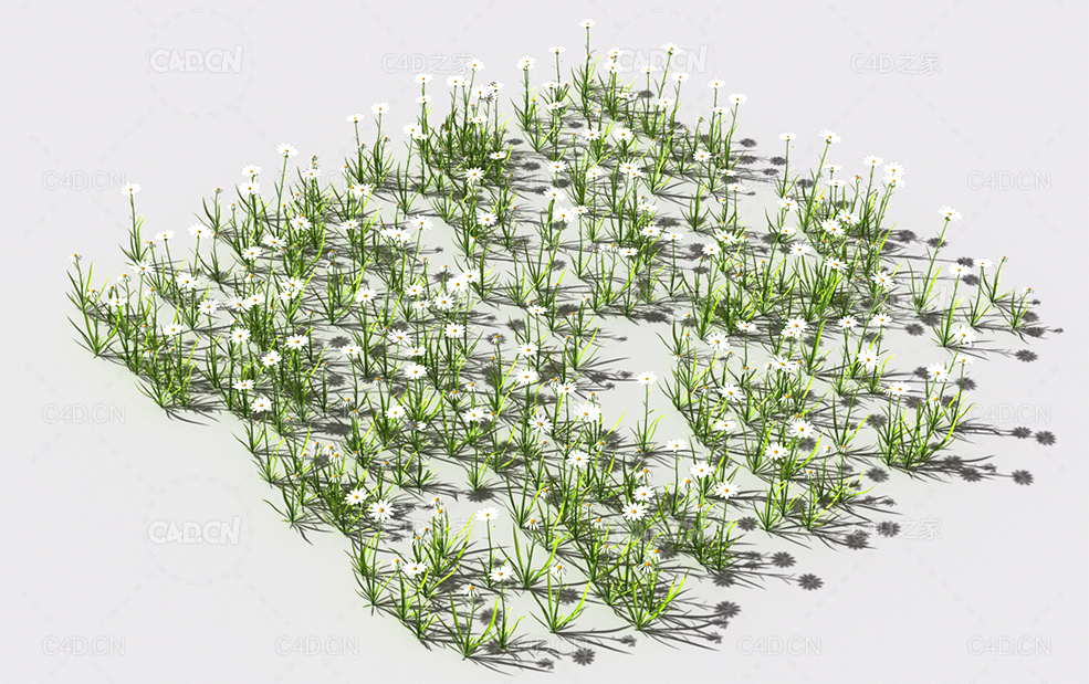 普通花草植物C4D模型 pattern_common-flower-2 - C4D之家 - 65.jpg