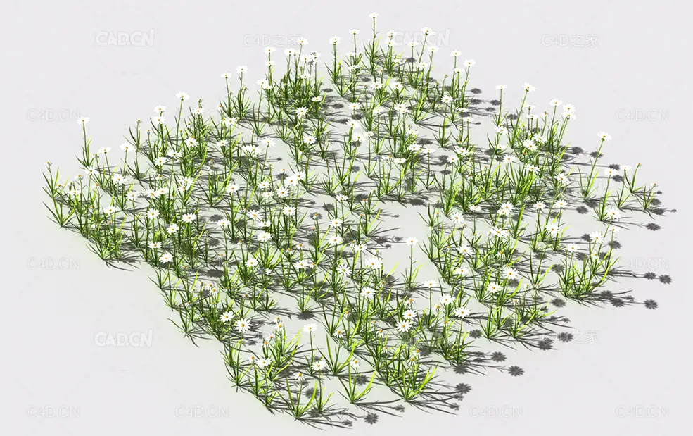 普通花草植物C4D模型 pattern_common-flower-2 - C4D之家 - 65.jpg