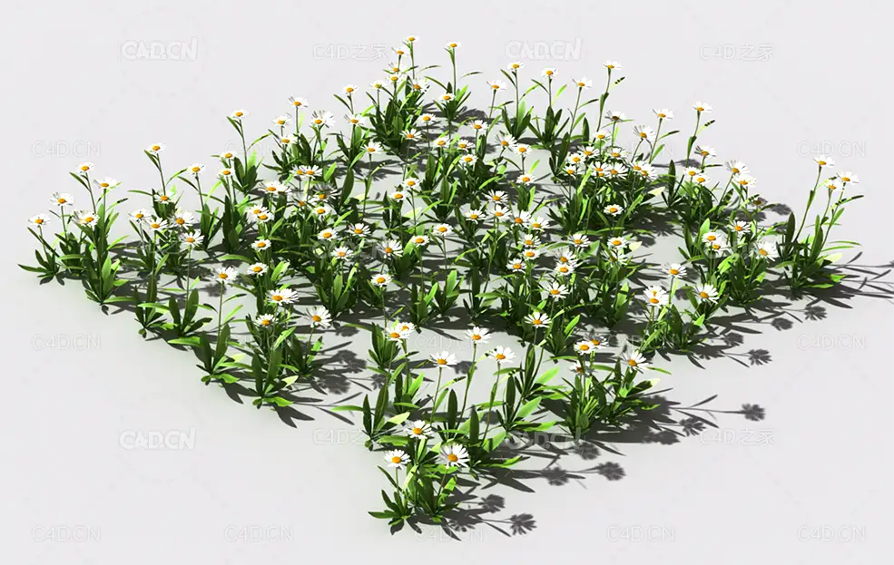 雏菊植物C4D模型 pattern_daisy-def-1