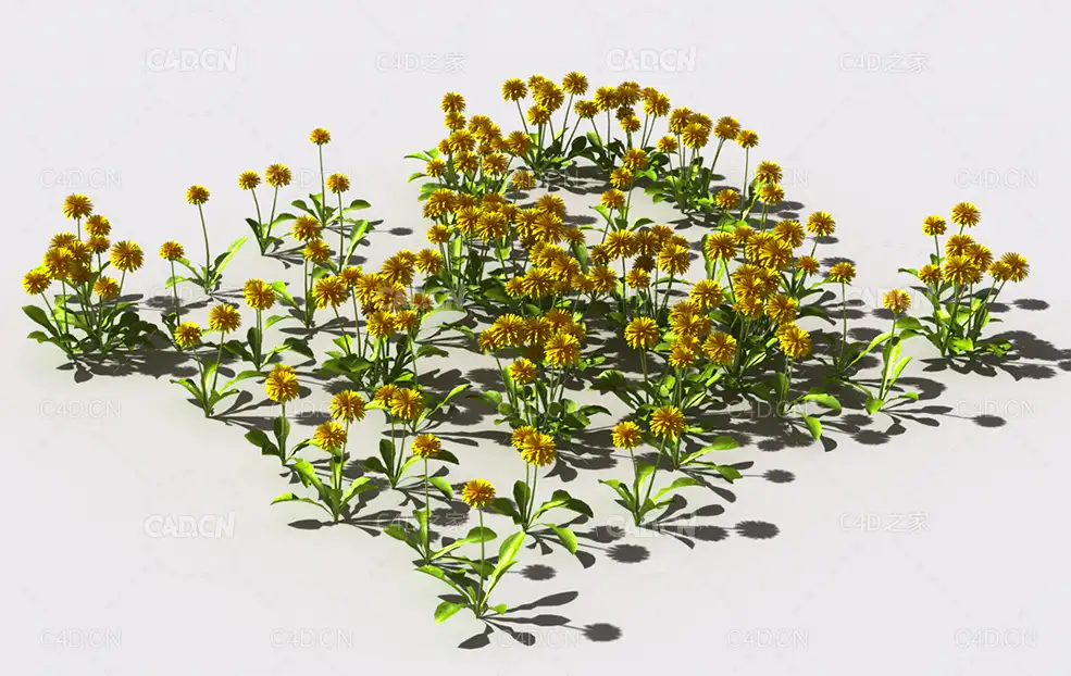 蒲公英植物C4D模型 pattern_dandelion-1
