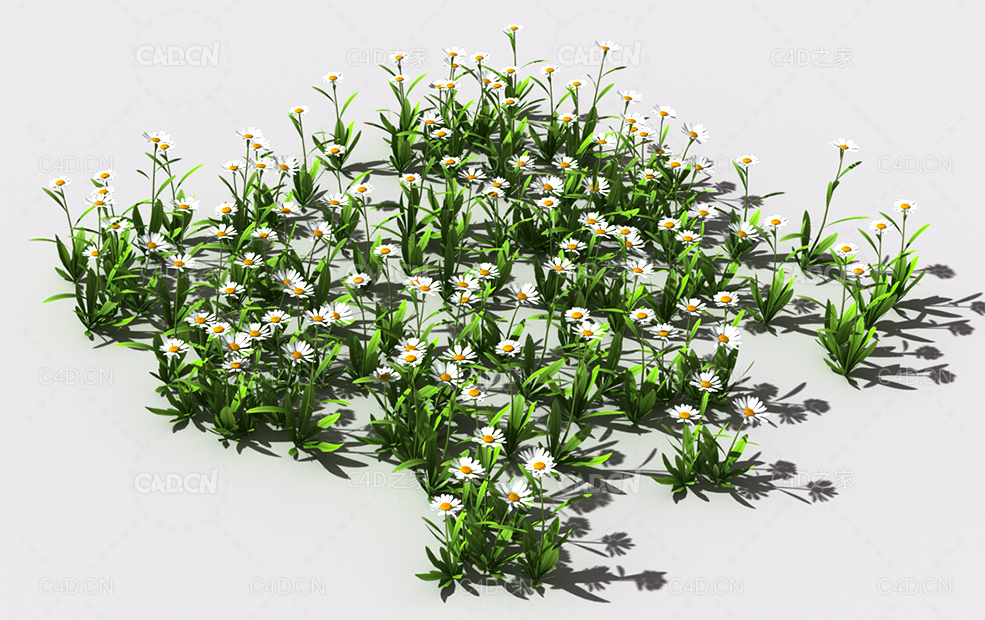 雏菊植物C4D模型 pattern_daisy-def-2