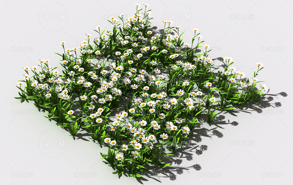 雏菊植物C4D模型 pattern_daisy-def-3