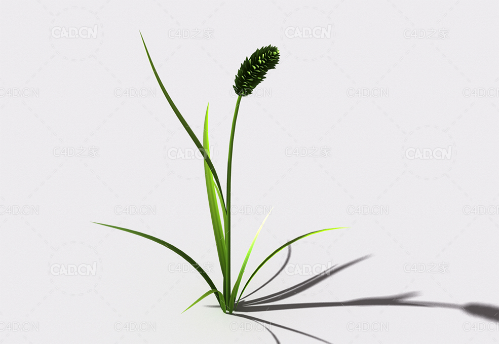 提摩西草猫尾草植物C4D模型 timothy-grass-a1 - C4D之家 - 111.jpg