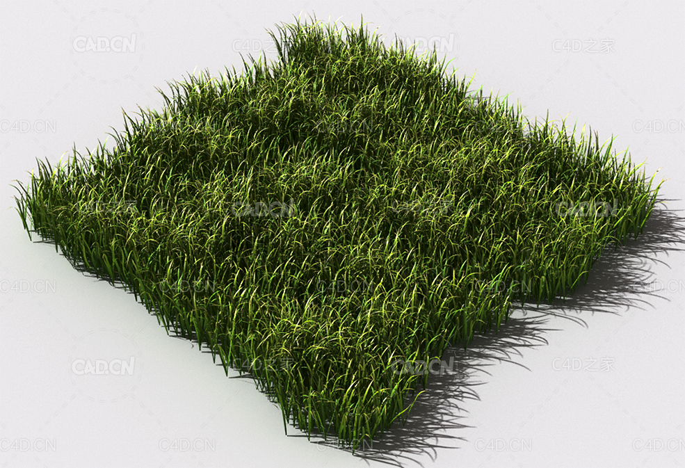 野草植物C4D模型 pattern_wild-grass-6 - C4D之家 - 92.jpg