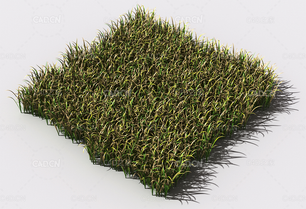 野草植物C4D模型 pattern_wild-grass-15 - C4D之家 - 101.jpg