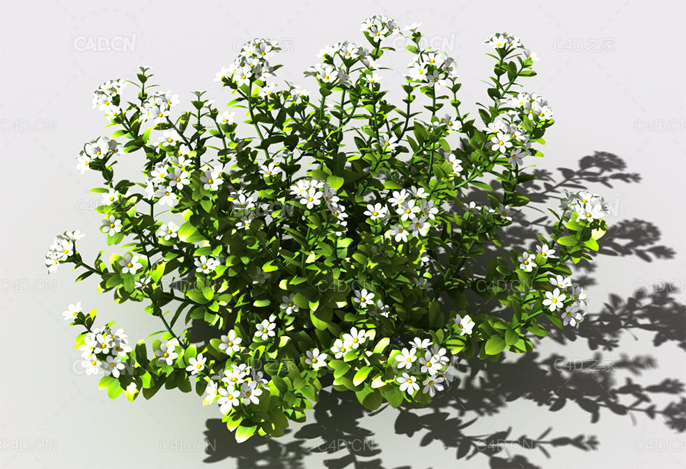 百里香植物C4D模型 thyme-a - C4D之家 - 107.jpg
