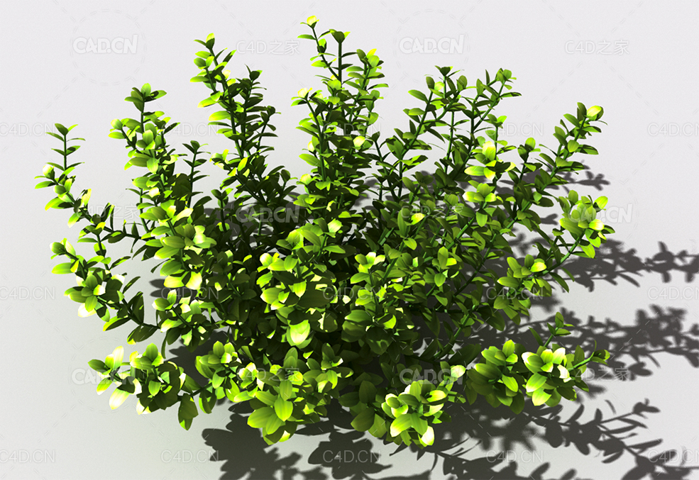百里香植物C4D模型 thyme-b