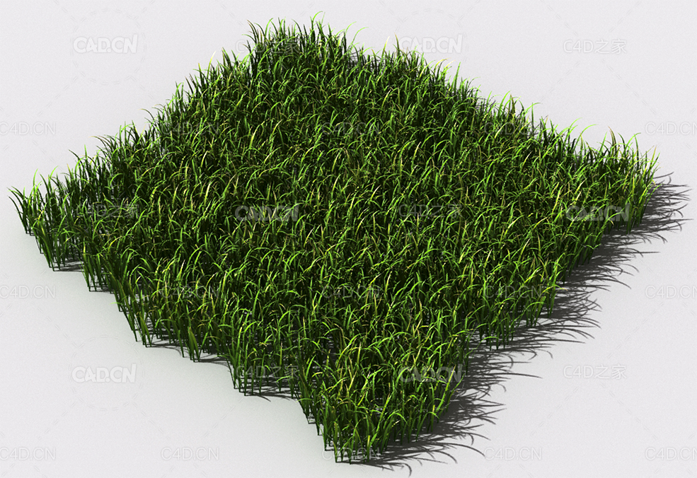 野草植物C4D模型 pattern_wild-grass-18 - C4D之家 - 104.jpg