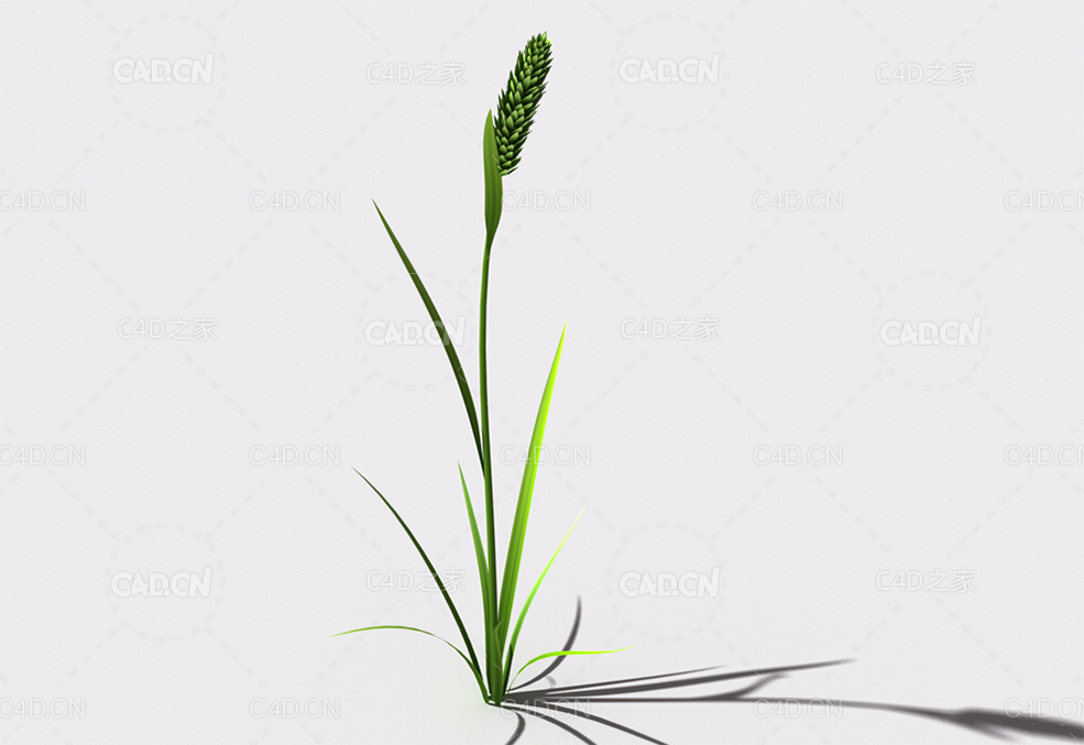 提摩西草猫尾草植物C4D模型 timothy-grass-a2 - C4D之家 - 112.jpg