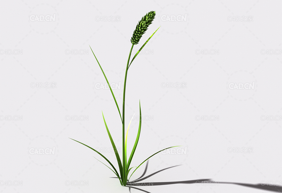 提摩西草猫尾草植物C4D模型 timothy-grass-a3 - C4D之家 - 113.jpg