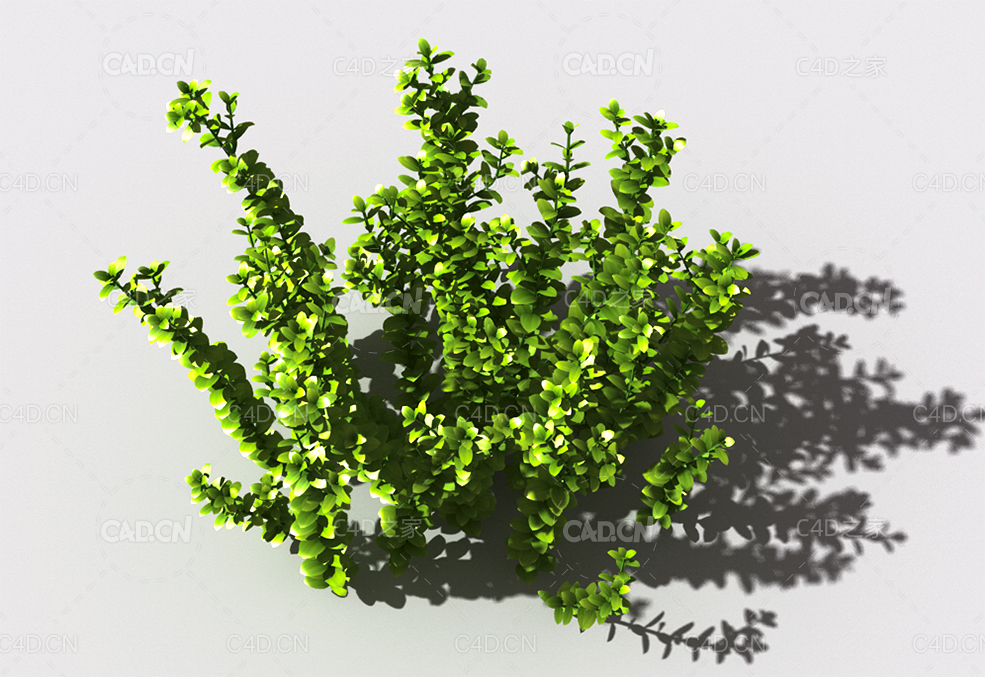 百里香植物C4D模型 thyme-d-02