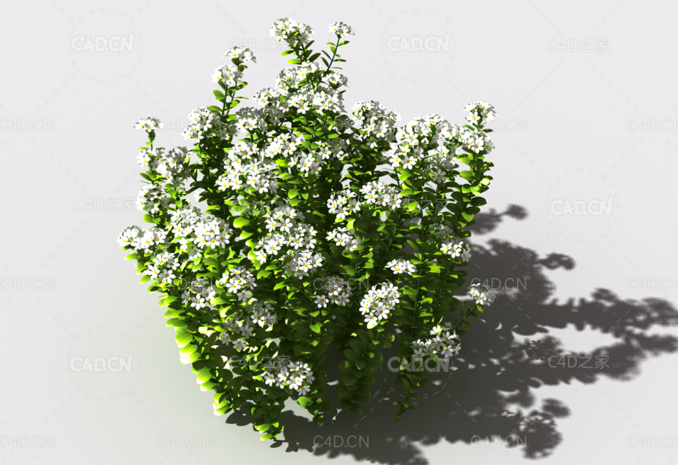 百里香植物C4D模型 thyme-c