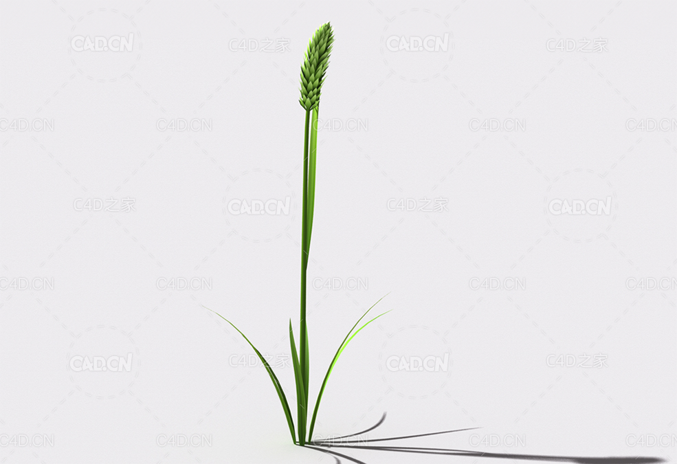 提摩西草猫尾草植物C4D模型 timothy-grass-b1 - C4D之家 - 114.jpg