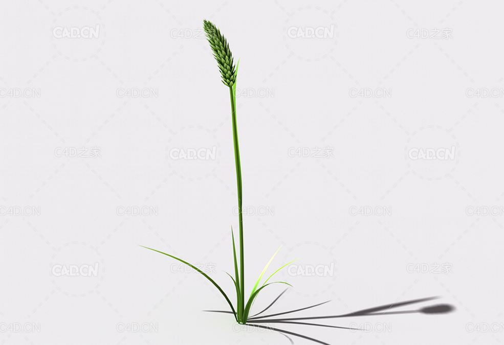 提摩西草猫尾草植物C4D模型 timothy-grass-b2 - C4D之家 - 115.jpg