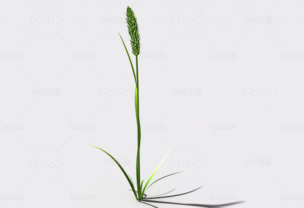 提摩西草猫尾草植物C4D模型 timothy-grass-b3 - C4D之家 - 116.jpg