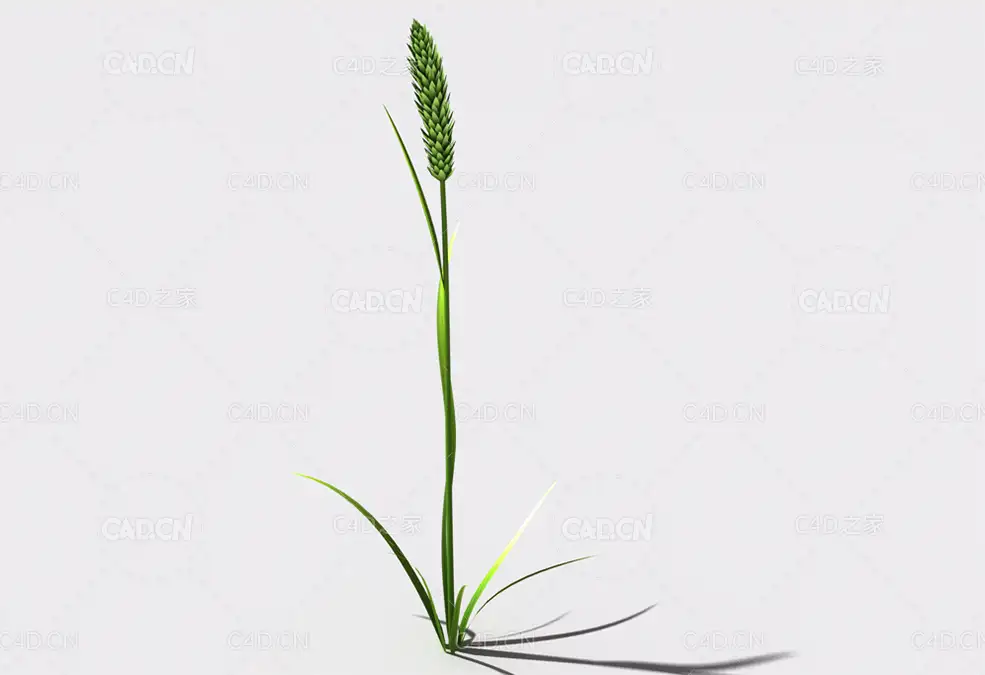 提摩西草猫尾草植物C4D模型 timothy-grass-b3 - C4D之家 - 116.jpg