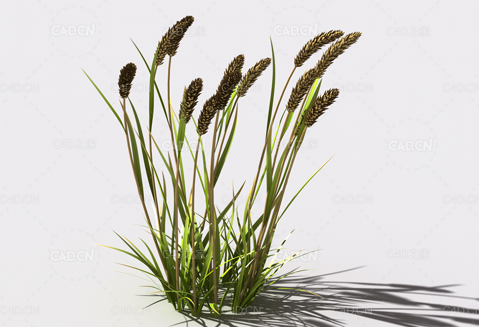 提摩西草猫尾草植物C4D模型 timothy-grass-c1