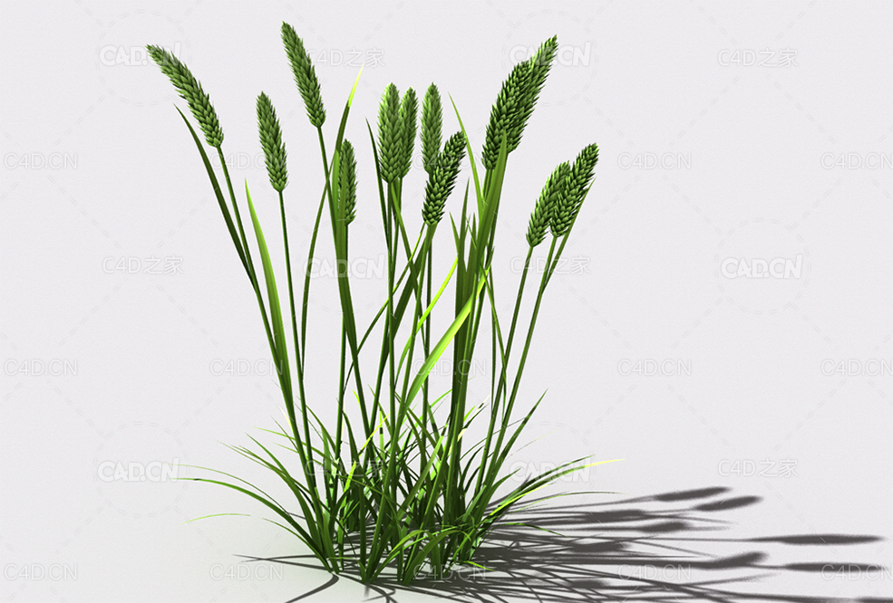 提摩西草猫尾草植物C4D模型 timothy-grass-d1