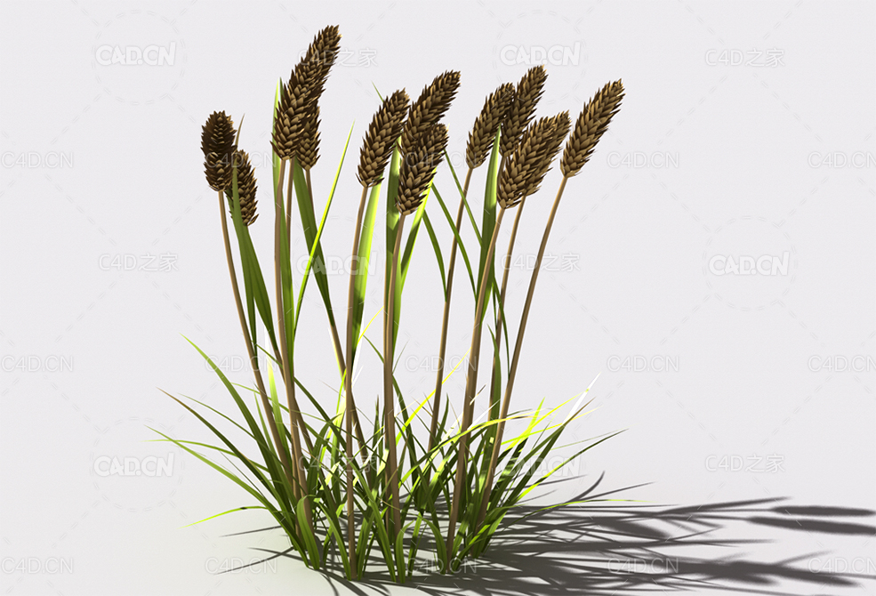 提摩西草猫尾草植物C4D模型 timothy-grass-c2