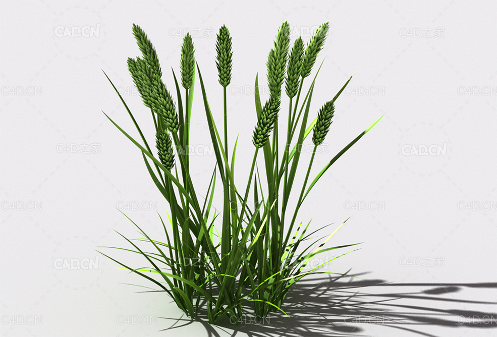 提摩西草猫尾草植物C4D模型 timothy-grass-d2