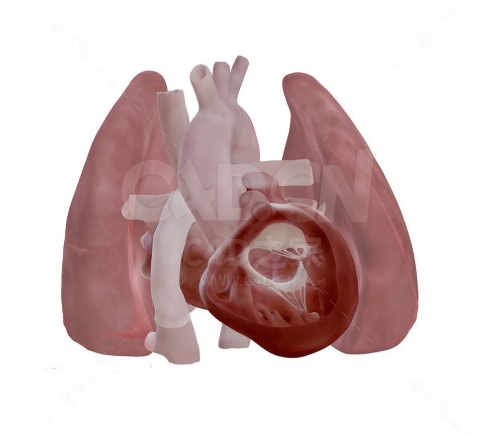 心脏 Heart after Fontan Procedure