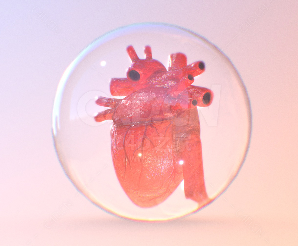 人体心脏 Heart in Real