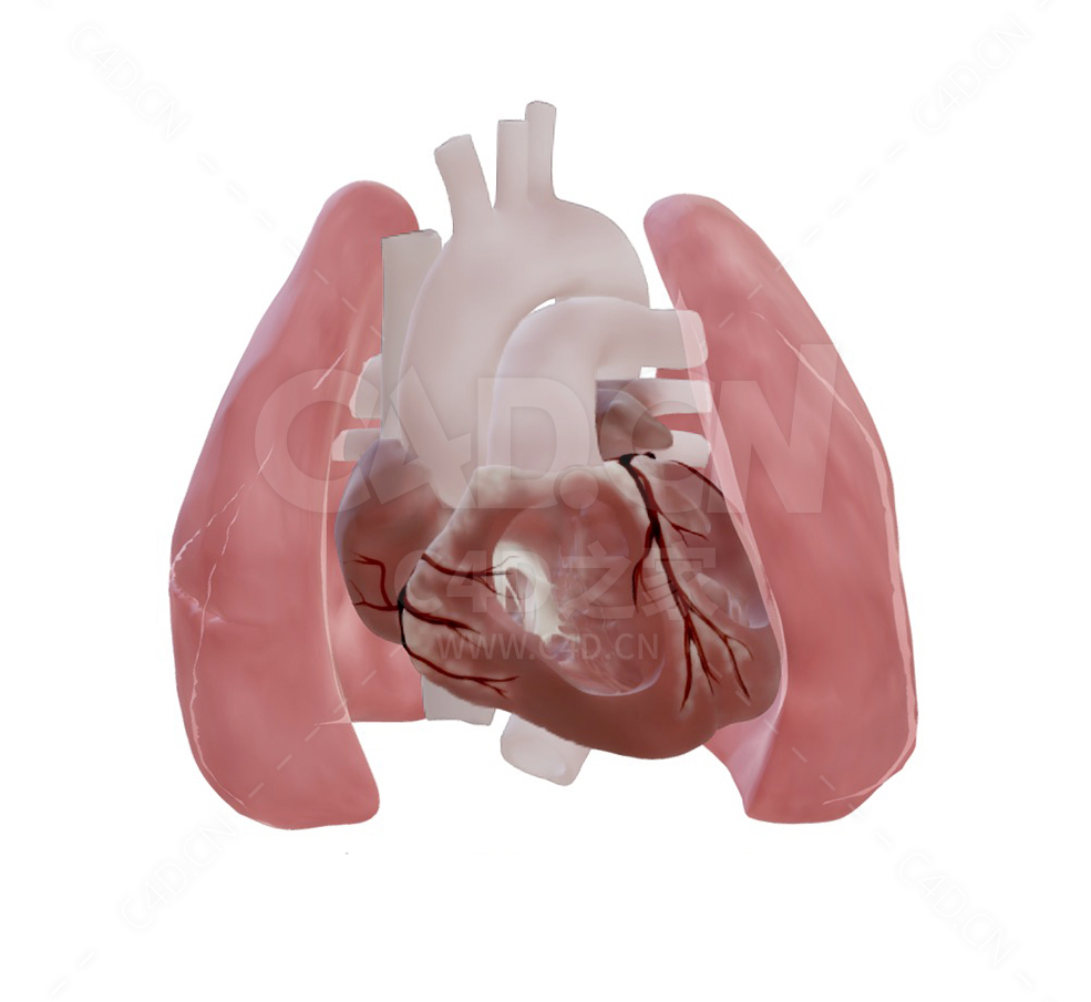 心肺器官 Healthy heart and lungs