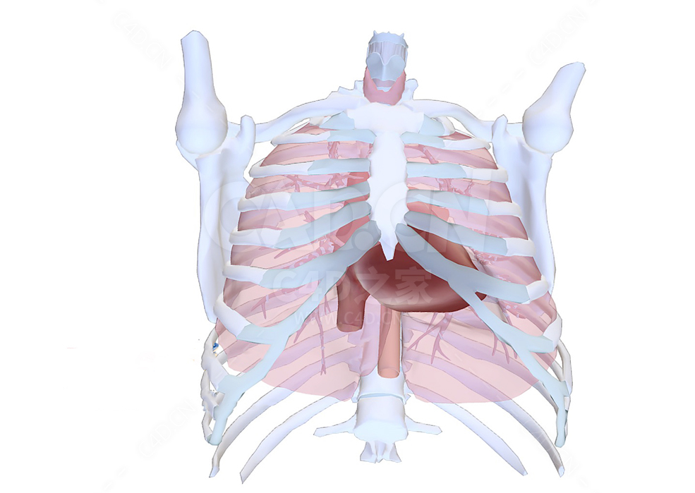 人体胸部心脏解剖 Human anatomy-heart in thorax