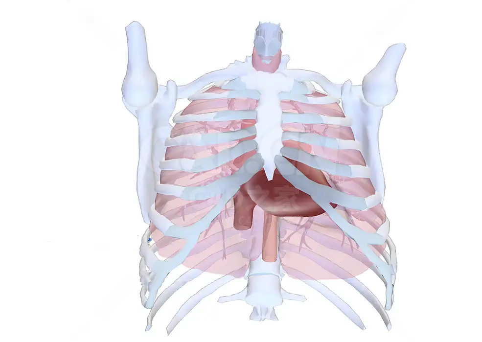 人体胸部心脏解剖 Human anatomy-heart in thorax