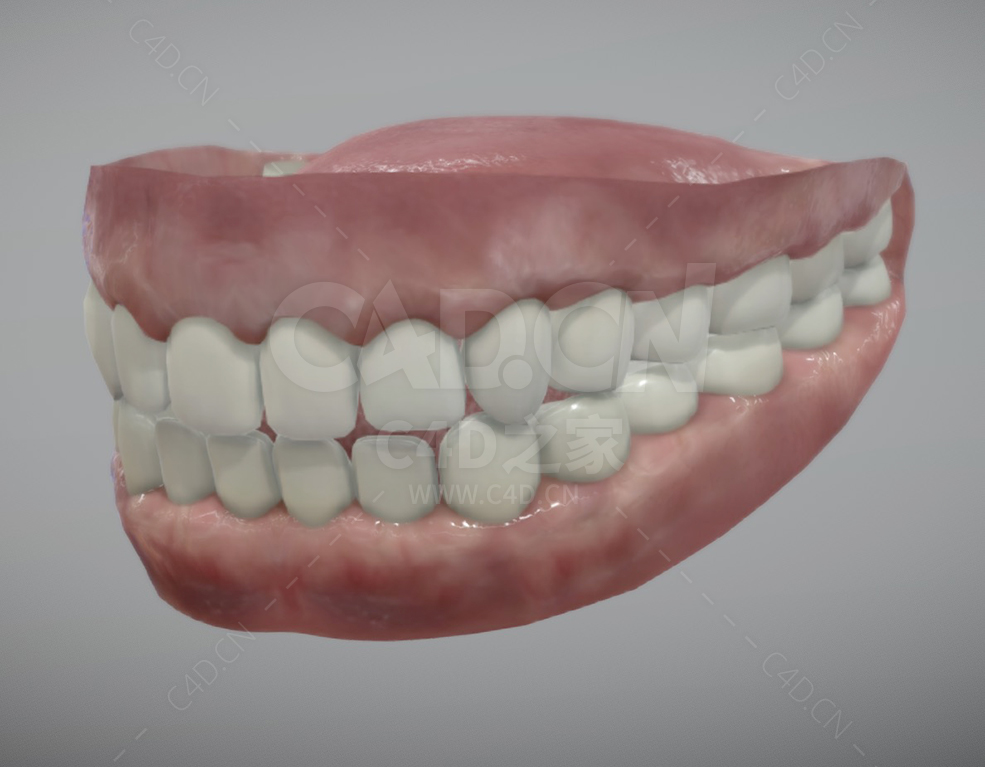 人牙齿 Human teeth - C4D之家 - 15.jpg