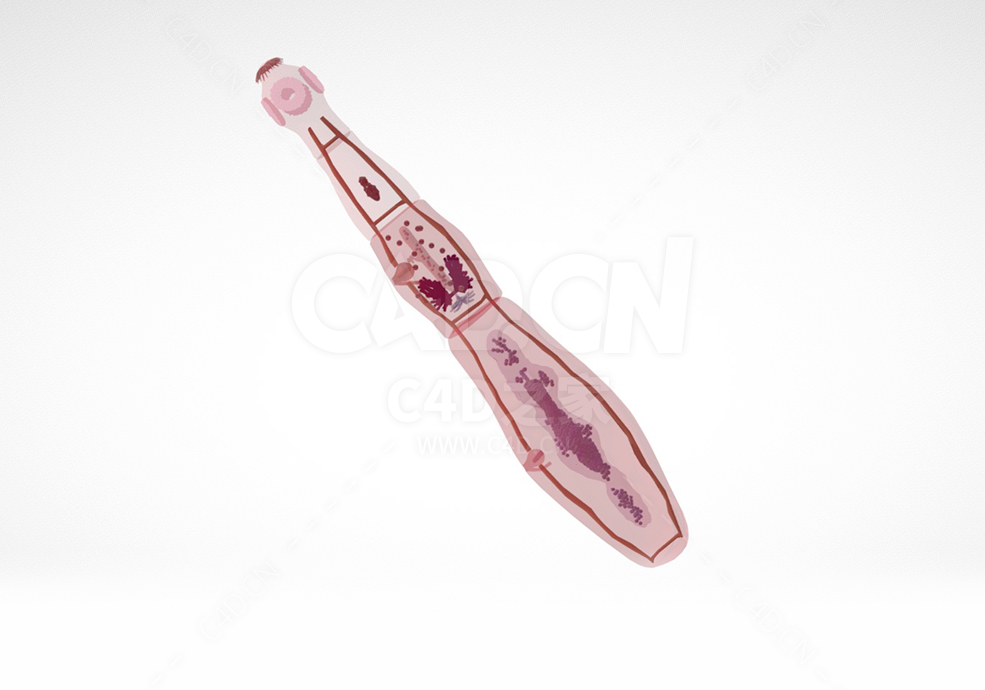 细粒棘球绦虫 Hydatid tapeworm-Echinococcus granulosus
