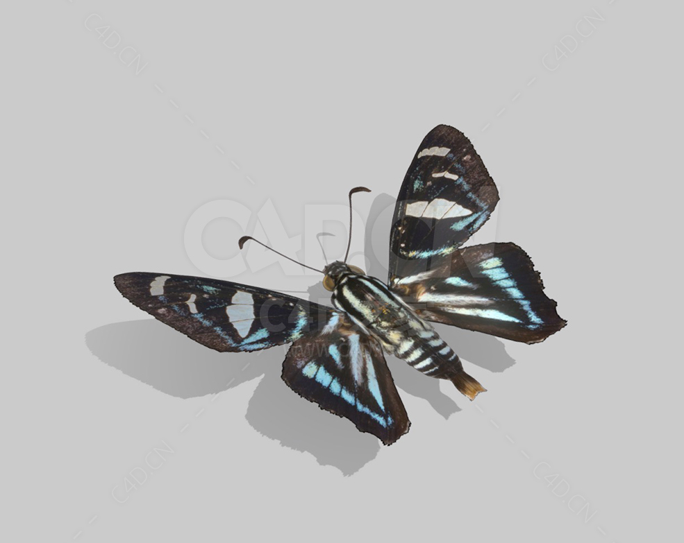 蝴蝶 Jemadia suekentonmiller Grishin,2014