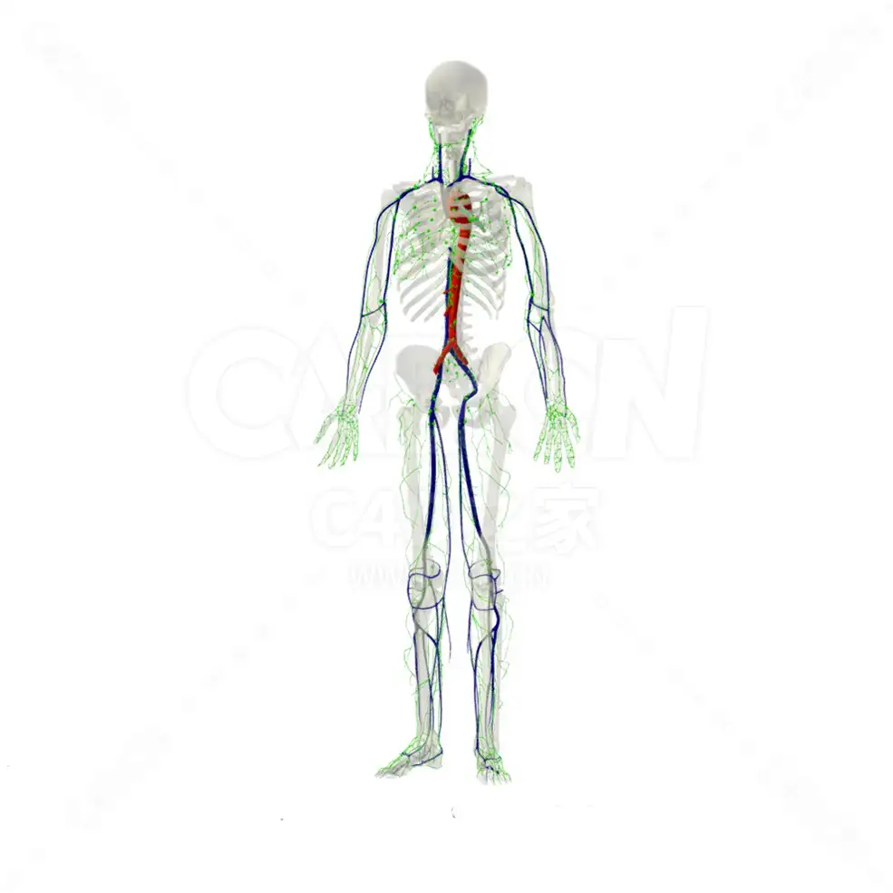 淋巴系统医学人体 Lymphatic System an overview