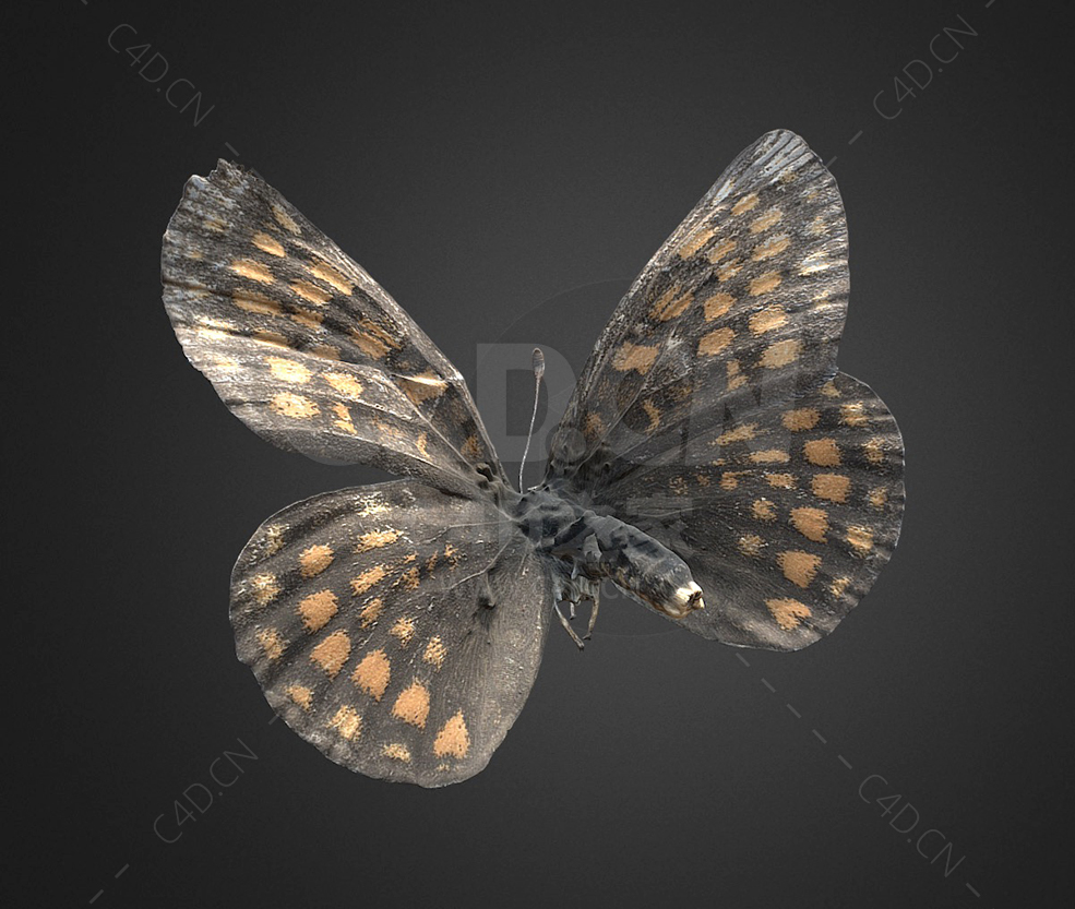 蝴蝶 Melitaea britomartis