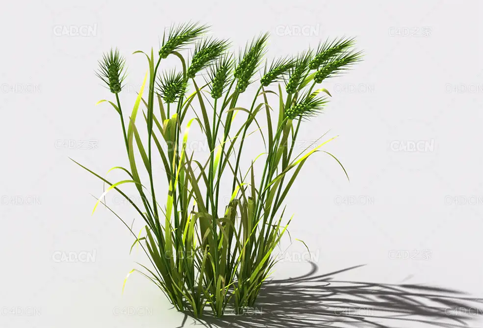小麦植物C4D模型 wheat-a1 - C4D之家 - 121.jpg