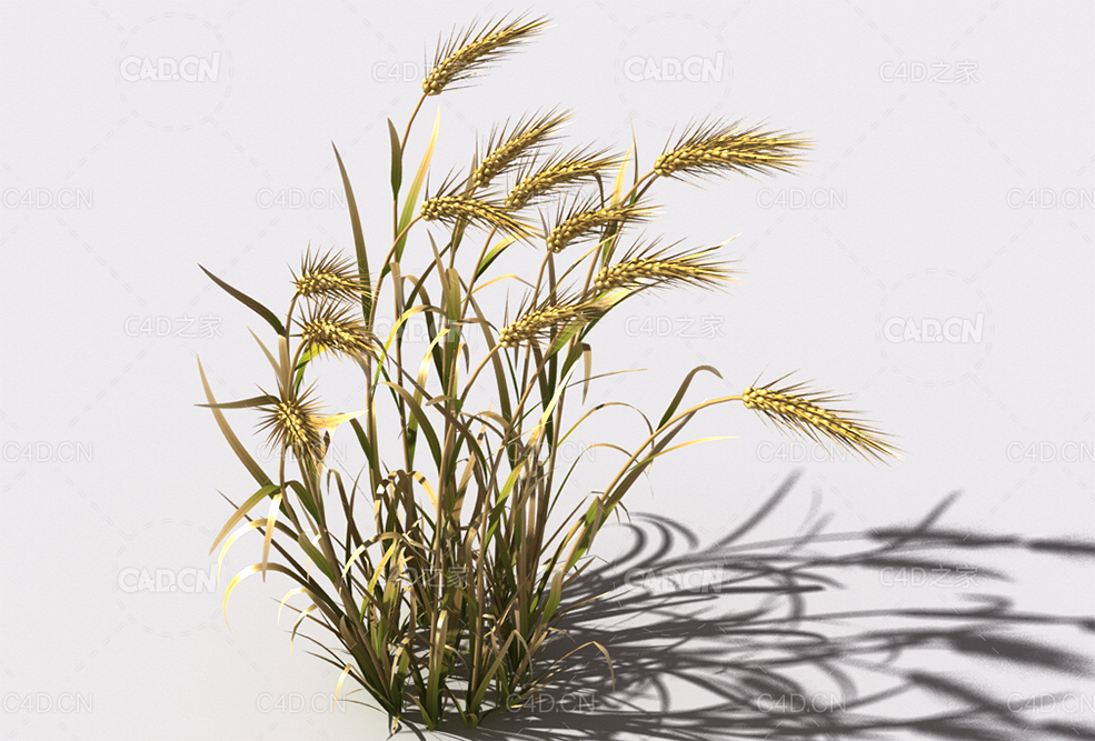 小麦植物C4D模型 wheat-b2