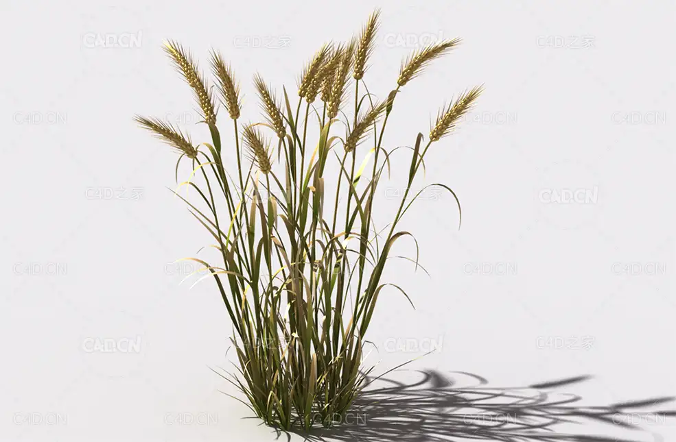 小麦植物C4D模型 wheat-d2