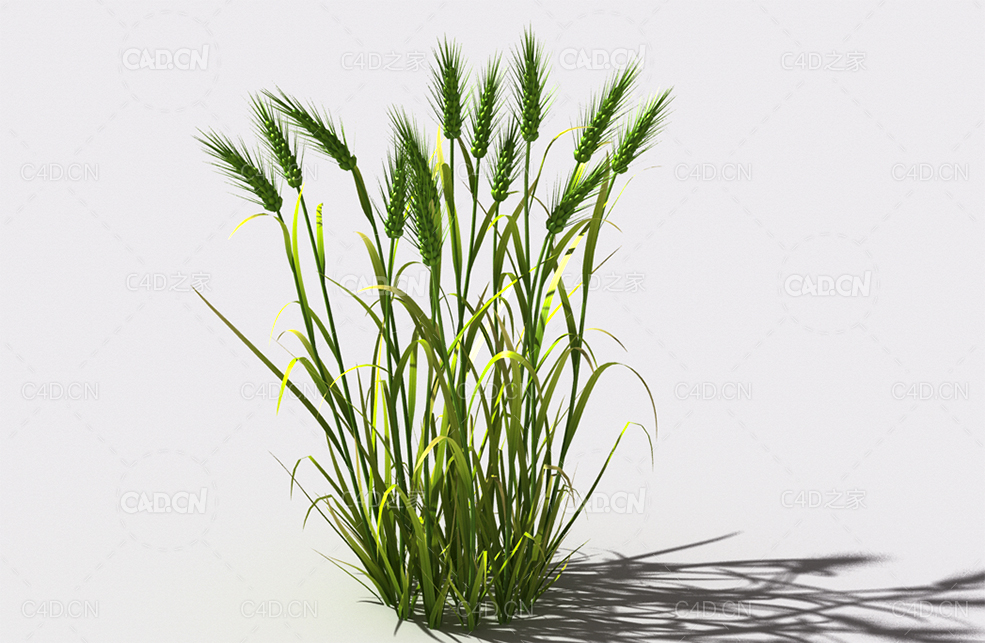 小麦植物C4D模型 wheat-d1