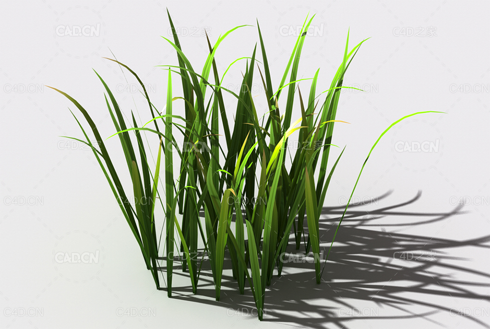 野草植物C4D模型 wild-grass-d1 - C4D之家 - 135.jpg